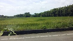 觀音蓮花園區900坪農地