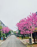 楊梅前院停車蘋果村透天