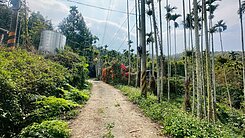 陳依佳秘境首推~~桃米坑深谷田加建