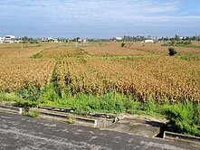 台南市學甲區平東段352坪超值農地