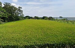 獨賣*高鐵南路 永豐餘旁方正一般農地