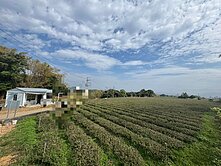 名間3.6分水電齊全附資材室有機茶園