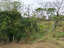 寶山 雞油凸寶地