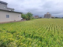 麻園大面寬方正美田 正臨6米路 附資材室