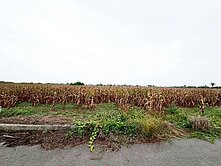 鹽水近台19線平坦超值農保地