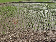 獨家紅線皮寮段徵收農地