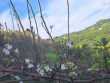 新竹房地顧問｜新埔臨路景觀農地+簡易工寮｜達晟家族