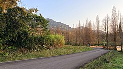 🏆儀居團隊🏆I7落羽松秘境美農地