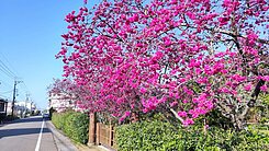  彰化芬園全新雙車臨路透天別墅