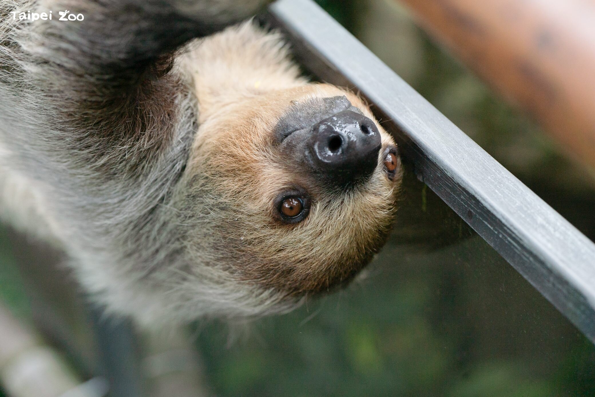北市動物園6/22起10天歲修不對外開放。圖/北市府提供