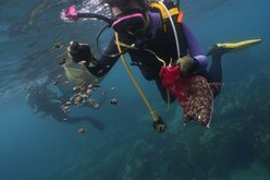 新北擬擴大設3浬帶狀保育區　禁潛水器、魚槍